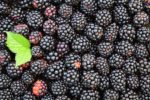 antioxidant, polyphenol, fibromyalgia, arthritis magazine, arthritis digest, arthritis information