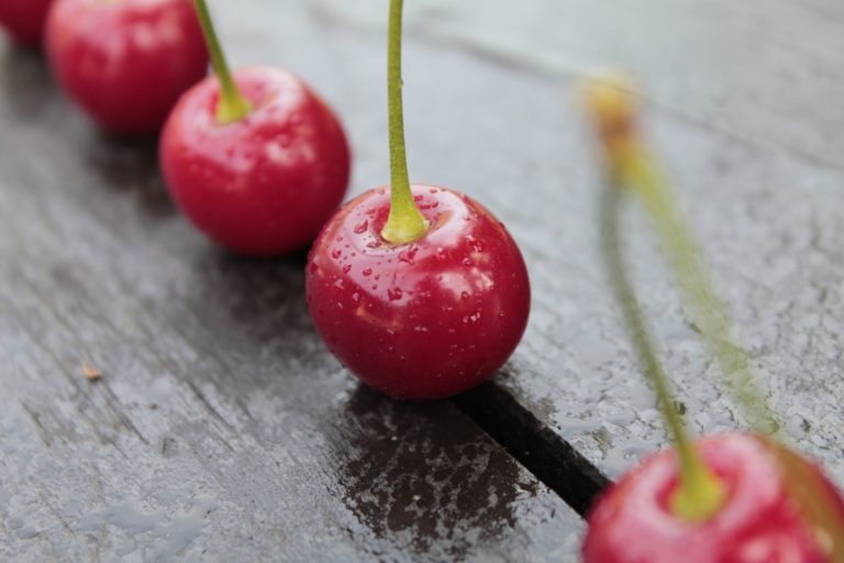 cherry tart strain cherry tart strain