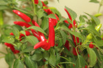 chili, capsaicin, fibromyalgia, pregabalin, arthritis digest magazine