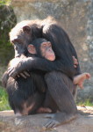 chimpanzee evolution back pain