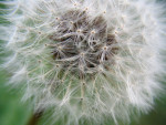 dandilion Canan Star