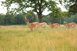 tick lyme disease london park arthritis digest magazine