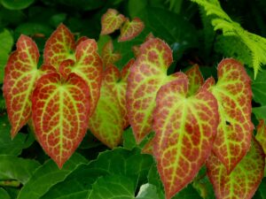 epimedium, horny goat weed, Gushukang, osteoporosis, chinese medicine, arthritis digest 