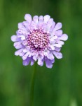 field-scabious-282984_1280 copy