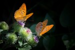 silver-bordered-fritillary-877121_1920 copy