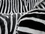 zebra-470358_1920 copy