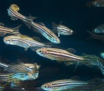 zebrafish bone regeneration